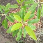 Manilkara zapota Blatt