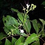 Hirtella triandra Цвят