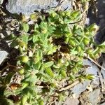 Cerastium ramosissimum Leaf