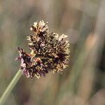 Schoenoplectus californicus Flower