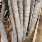 Cleistocactus strausii Frunză