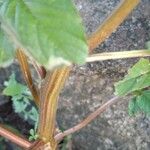 Amaranthus spinosus Kaarna