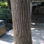 Camptotheca acuminata Rinde