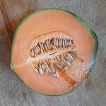 Cucumis melo Άλλα