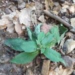 Hieracium sabaudum Blad