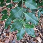 Ilex aquifolium Fuelha