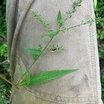 Symphyotrichum lateriflorum Leaf