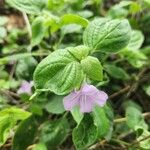 Ruellia prostrata Лист