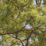 Terminalia superba Hábito