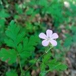 Geranium robertianumFlower