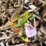 Justicia heterocarpa Bloem