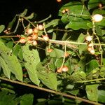 Mosquitoxylum jamaicense Frucht