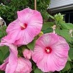 Hibiscus moscheutosBlüte