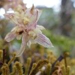 Bulbophyllum nutans ফুল