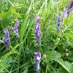 Vicia craccaFiore