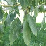 Handroanthus heptaphyllus Folha