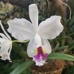 Cattleya lueddemanniana Květ