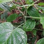 Clerodendrum speciosissimum Hoja