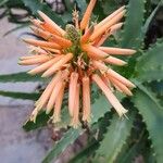 Aloe arborescens Lorea