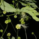 Zapoteca formosa Hoja
