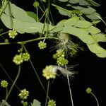 Zapoteca formosa Blad