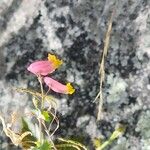 Capnoides sempervirens Flower