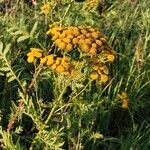 Tanacetum vulgareFlower