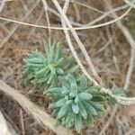 Petrosedum sediformeЛист