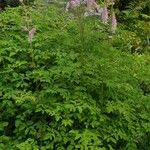 Astilbe rubra Habitus