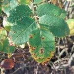 Rosa villosa Leaf