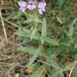 Prunella hyssopifolia Yeri