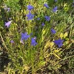 Campanula rotundifoliaΛουλούδι