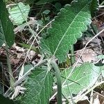 Stachys officinalis Leaf