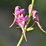 Linaria triornithophora 花