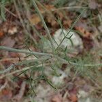 Scabiosa triandra Likasa