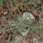 Scabiosa triandra Лист