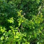 Alnus alnobetula Habit