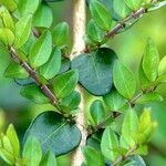 Lonicera ligustrina Прочее