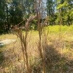 Andropogon bicornis Flower