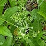 Orlaya grandiflora 葉
