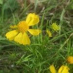 Helenium amarum Kvet