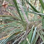 Carex riparia Feuille