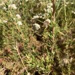 Eriogonum fasciculatum Ліст