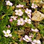 Androsace alpina Çiçek
