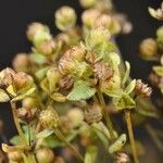 Radiola linoides Frukto