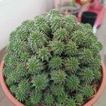 Euphorbia susannae Feuille