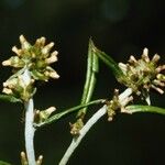 Gnaphalium japonicum 花