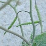 Brassica tournefortii Fruit