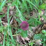 Trifolium alpestreFlower