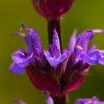 Salvia nemorosa Flor